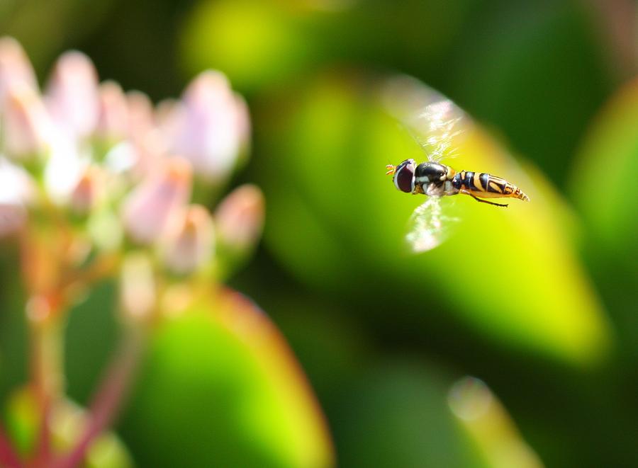 Hoverfly Photograph by Nathan Rupert