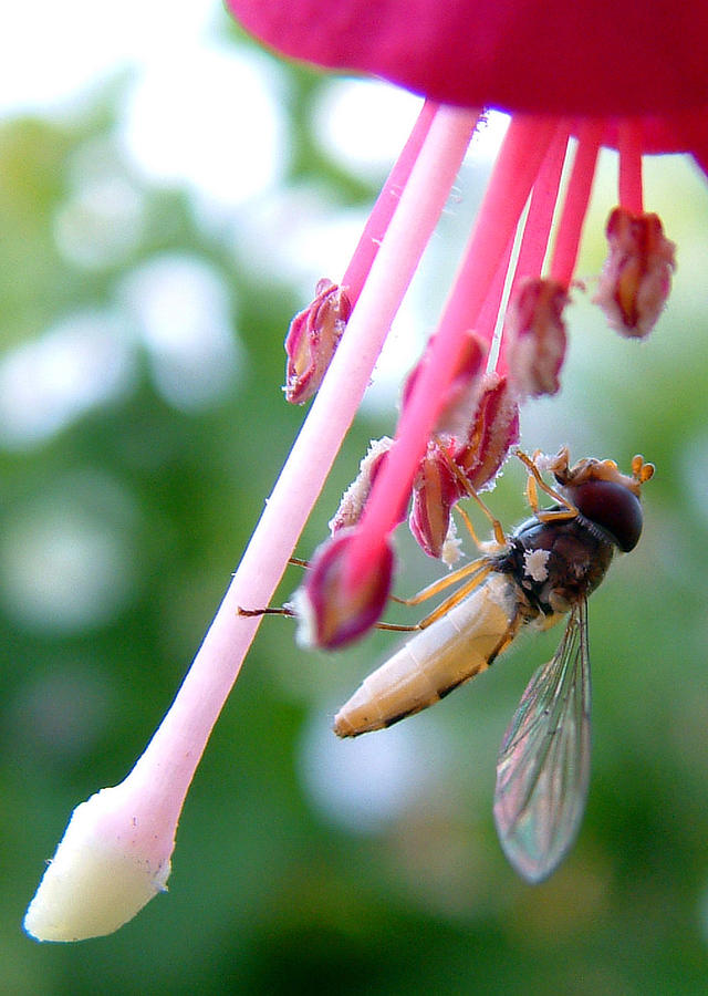 Hoverfly on a Fuchsia Photograph by John Topman