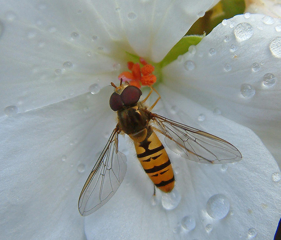 Hoverfly on a White Flower Photograph by John Topman
