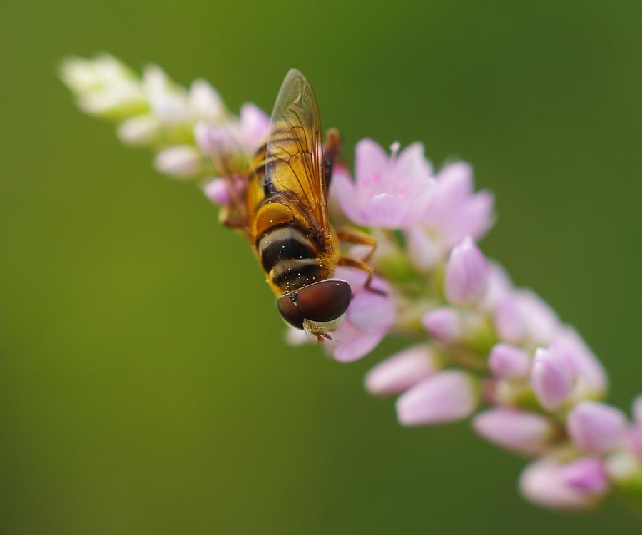 Insects Photograph - Hoverfly on Tiny Flowers by Billy  Griffis Jr