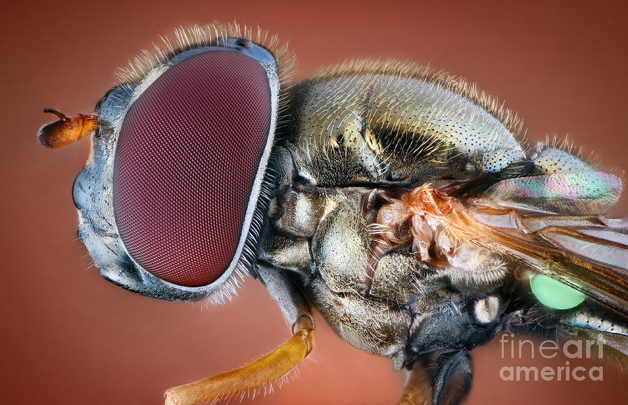 Animal Photograph - Hoverfly Portrait by Matthias Lenke
