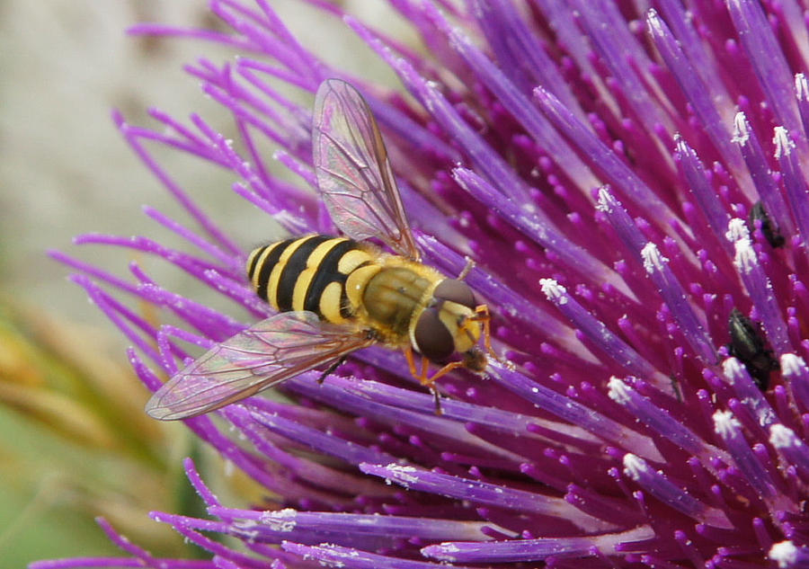 Hoverfly Photograph by Ron Harpham