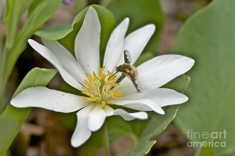 Hoverfly - Syrphid Fly - on Bloodroot Wildflower Photograph by Carol Senske