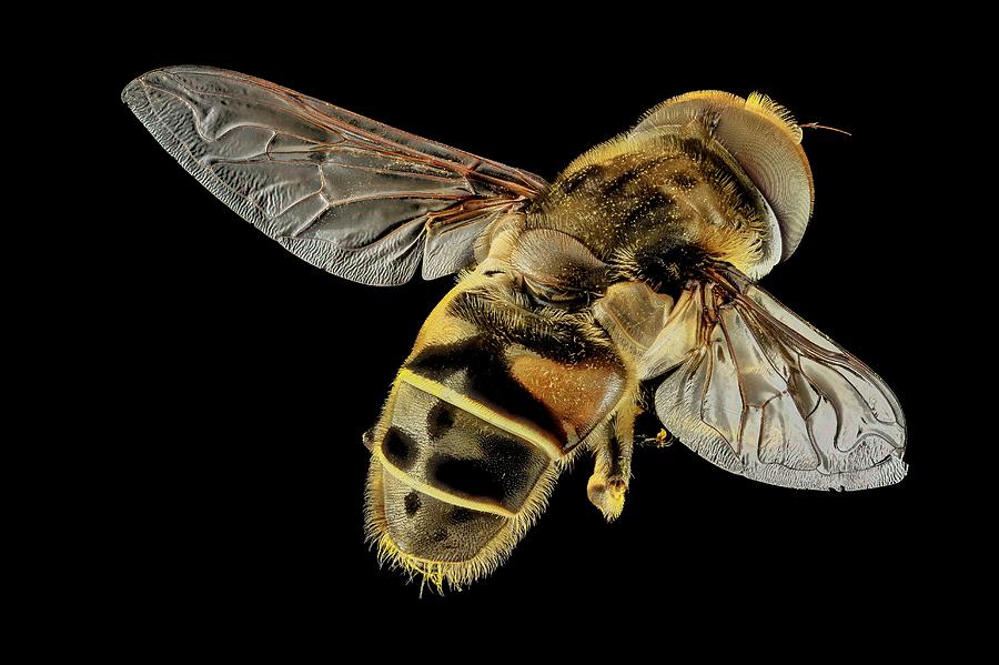 Hoverfly Photograph by Us Geological Survey