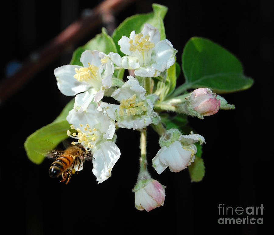 Hovering Bee Photograph by Debra Thompson