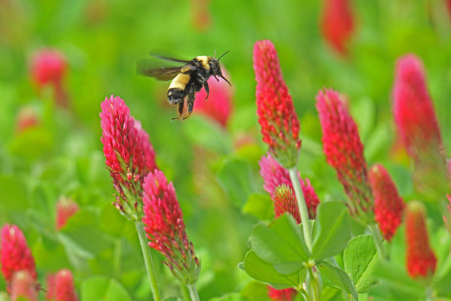 Hovering Bee over Clover Photograph by Alan Lenk