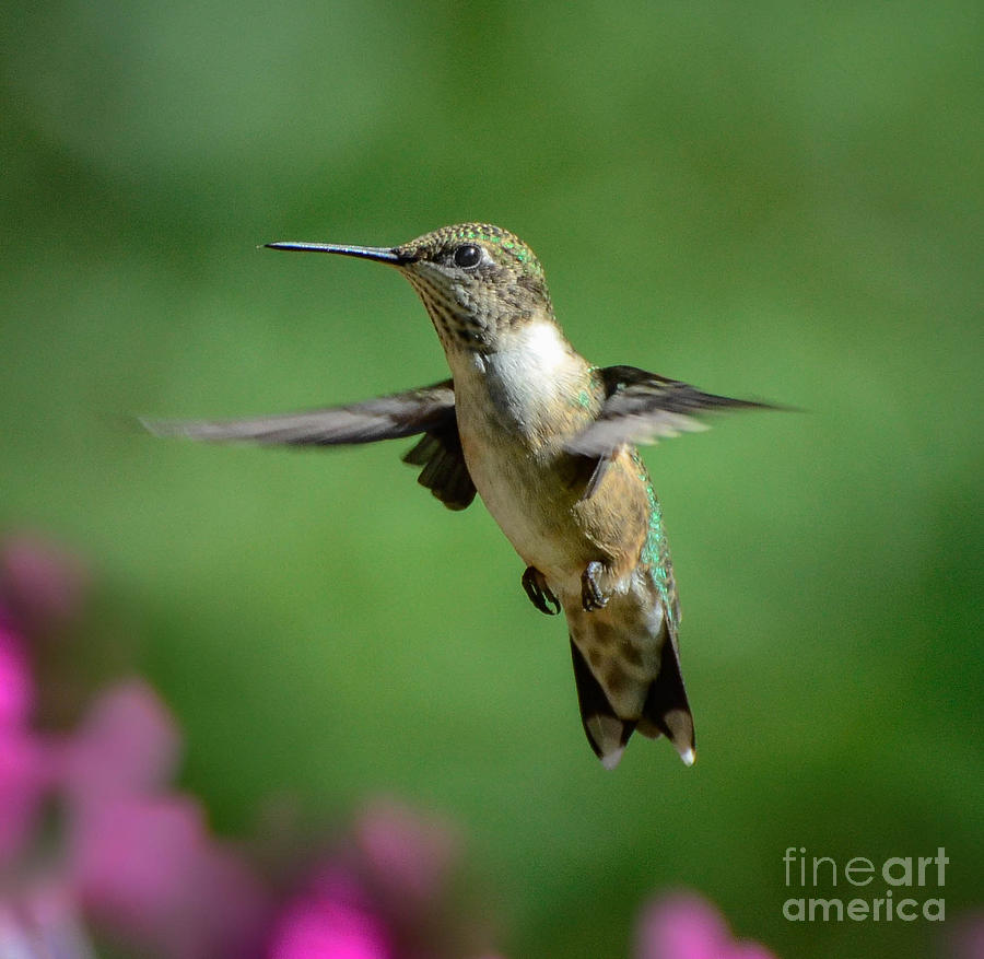 Hovering Hummer Photograph by Amy Porter