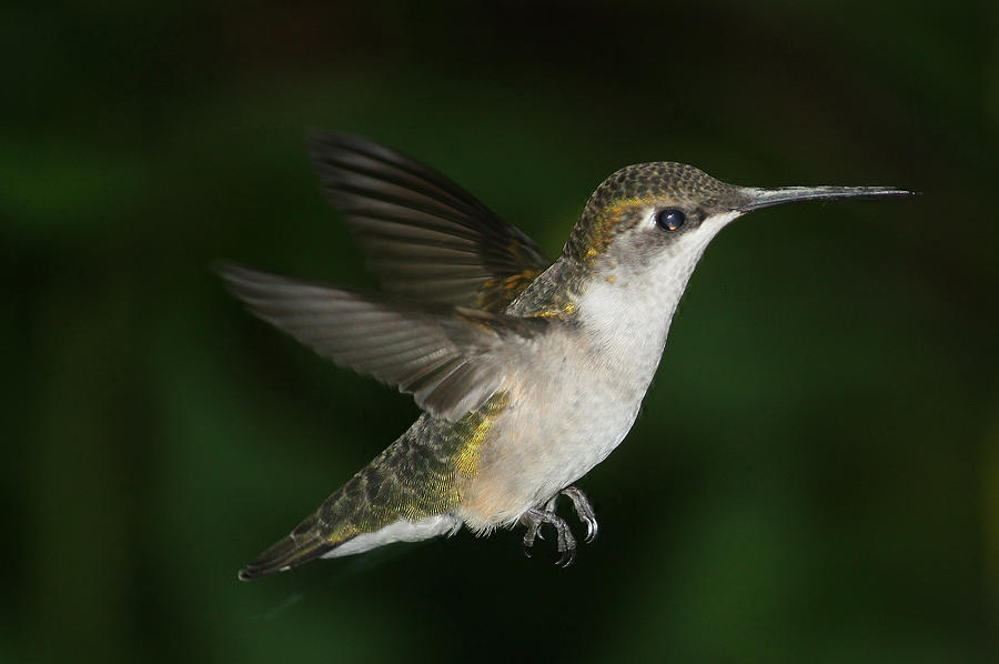 Hummingbird Photograph - Hovering Hummer by Bonnie Brann