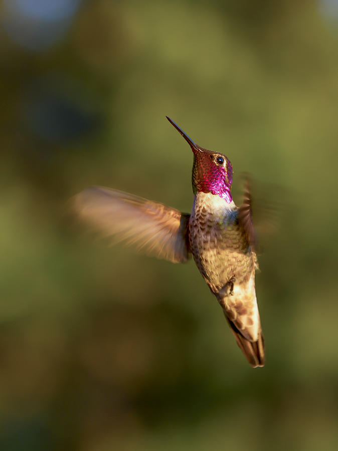 Hovering Hummer Photograph by Jean Noren