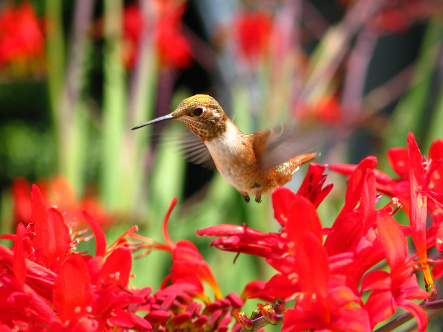 Hovering Hummingbird Photograph by Kim Mobley