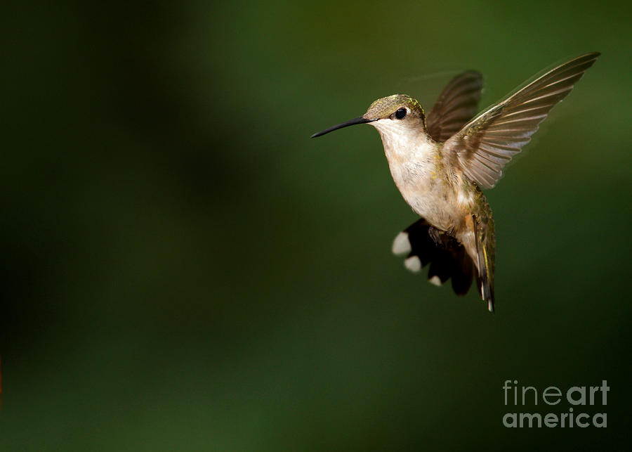 Hovering Hummingbird  Photograph by Sabrina L Ryan