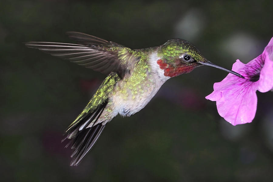 Hovering Hummingbird Photograph by Theo OConnor