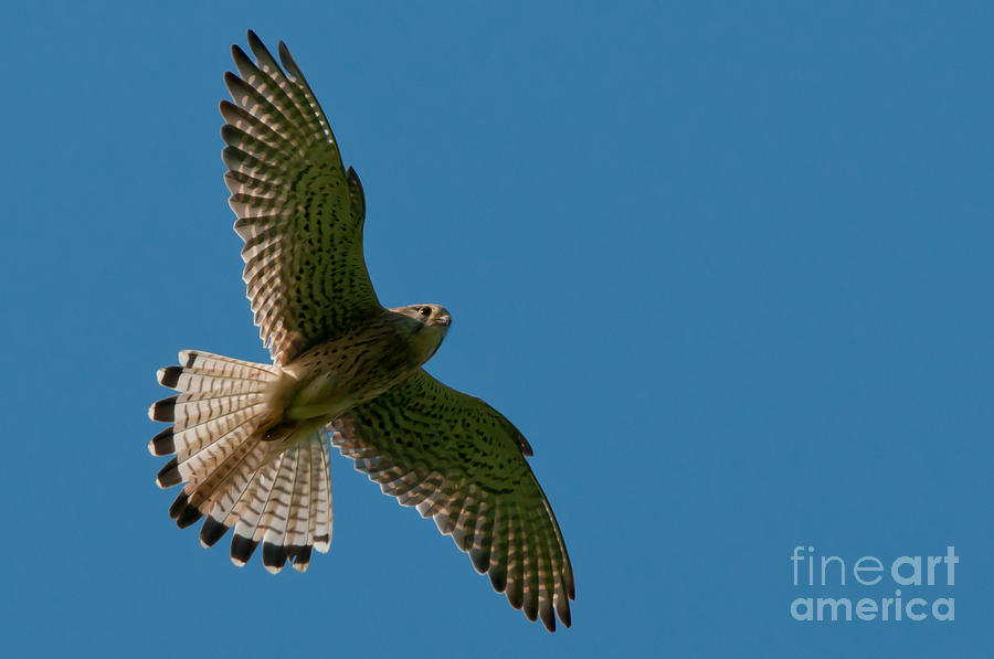 Hovering Kestrel Photograph by Torbjorn Swenelius