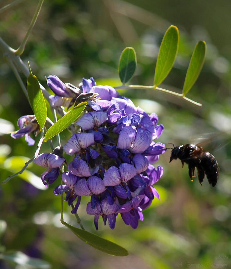 Hovering near a Texas Mountain Laurel Photograph by Aaron Burrows