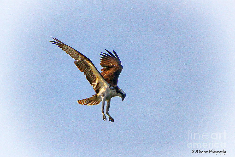 Hovering Osprey Photograph by Barbara Bowen