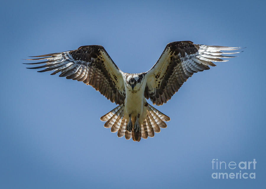 sea osprey