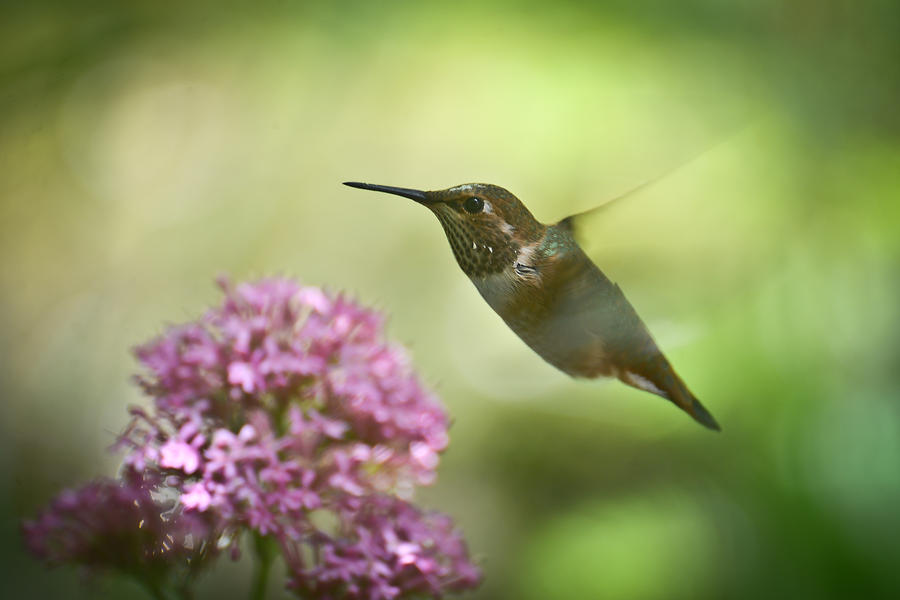 Hovering Photograph by Ronda Broatch
