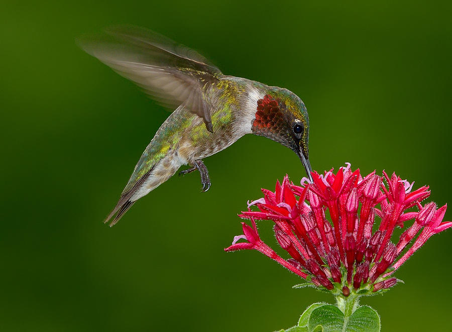 Hovering Ruby-throat Hummingbird Photograph by Larry Keller, Lititz Pa.