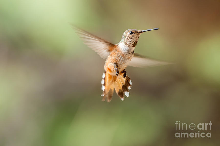 Hovering Rufus Hummingbird Photograph by Al Andersen