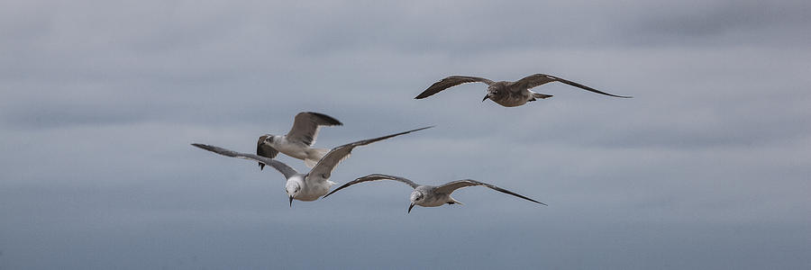 Hovering Sea Gulls Photograph by Steve Gravano