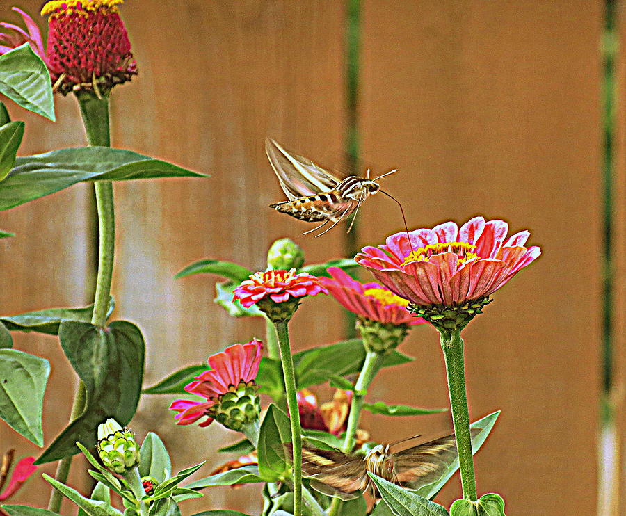 Flower Photograph - Hovering Sphinx Moth by Kay Novy