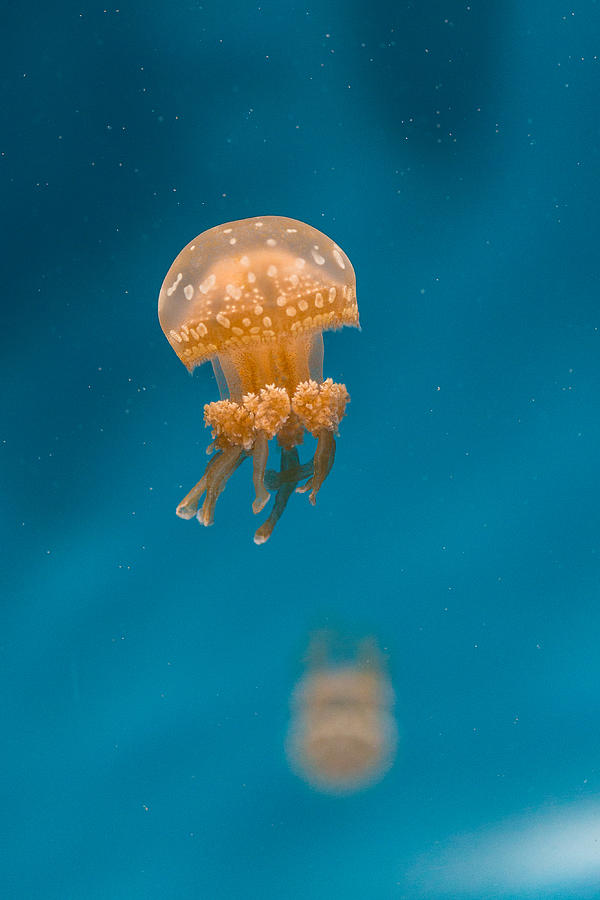 Hovering Spotted Jelly 1 Photograph by Scott Campbell