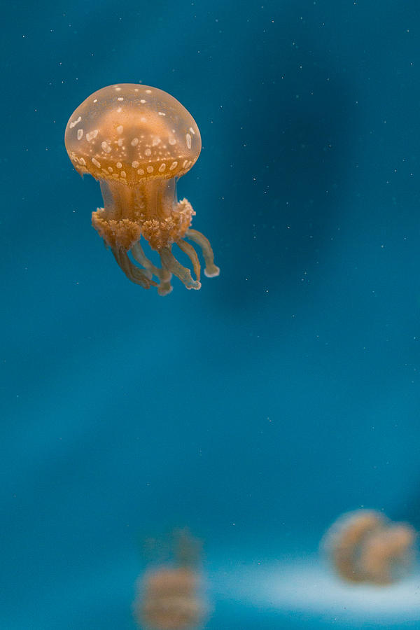 Hovering Spotted Jelly 2 Photograph by Scott Campbell