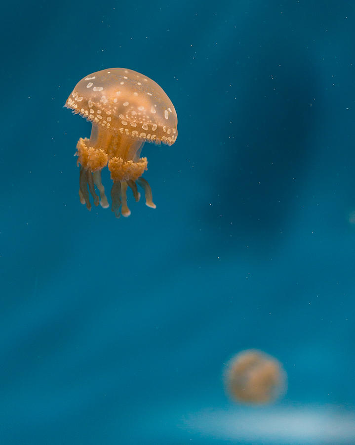 Hovering Spotted Jelly 3 Photograph by Scott Campbell