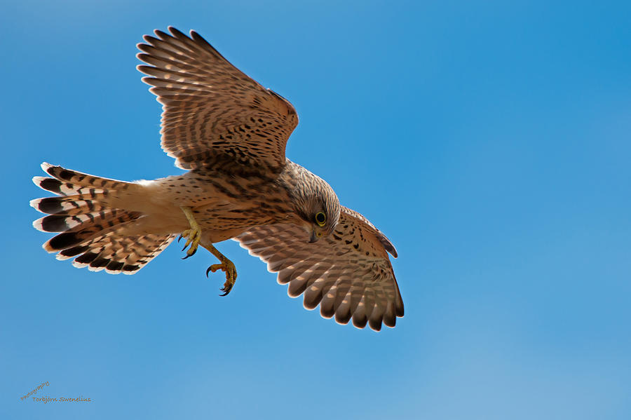 Hovering Photograph by Torbjorn Swenelius