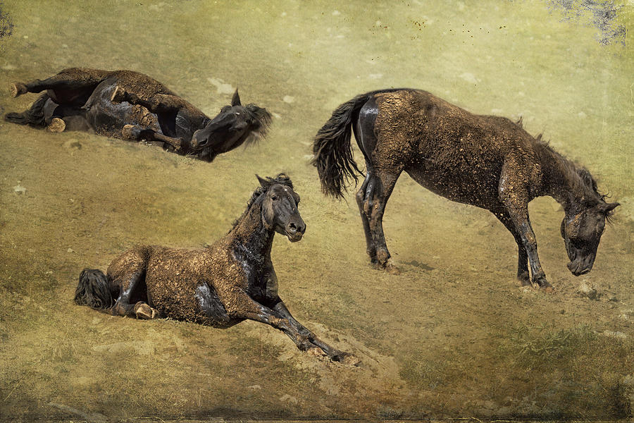How a Black Horse Turns Brown - Pryor Mustangs Photograph by Belinda Greb