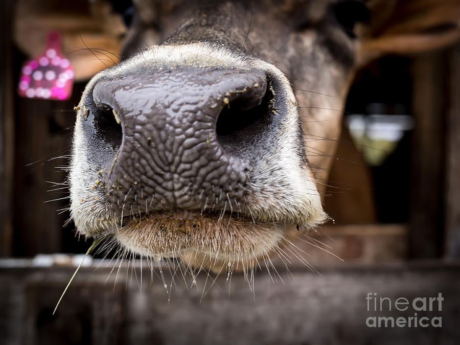 Cow Photograph - How about a smack on the lips? by Edward Fielding