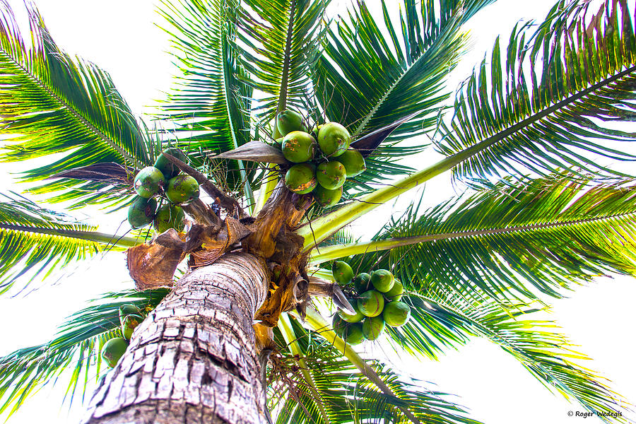 How About Those Coconuts Photograph by Roger Wedegis - Fine Art America