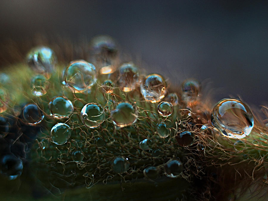 Dew Photograph - How  Bizzahh by Joe Schofield