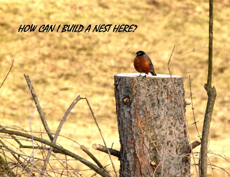 Robin Digital Art - How Can I Build A Nest Here? by Will Borden