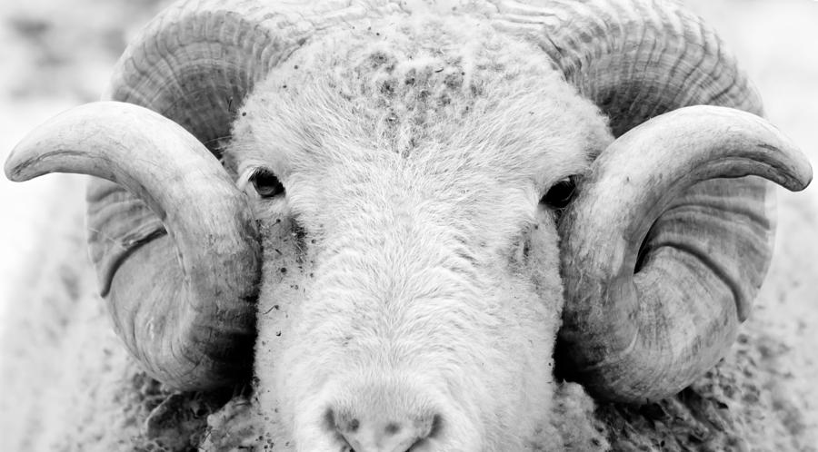How Ewe Doin Photograph by Courtney Webster