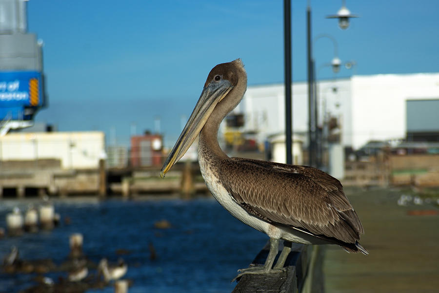 Pelican Photograph - How is this pose. by Robert Brown