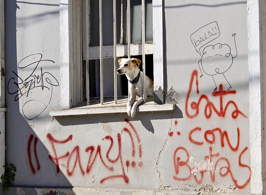 Dog Photograph - How much is that Doggie in the Window? by Kurt Van Wagner