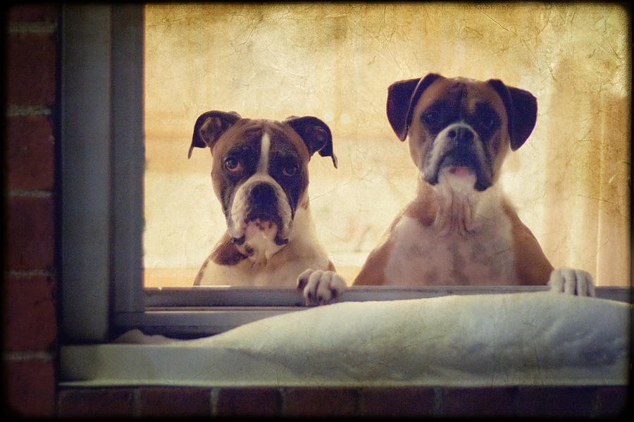 Dog Photograph - How Much is that Doggie in the Window? by Stephanie McDowell