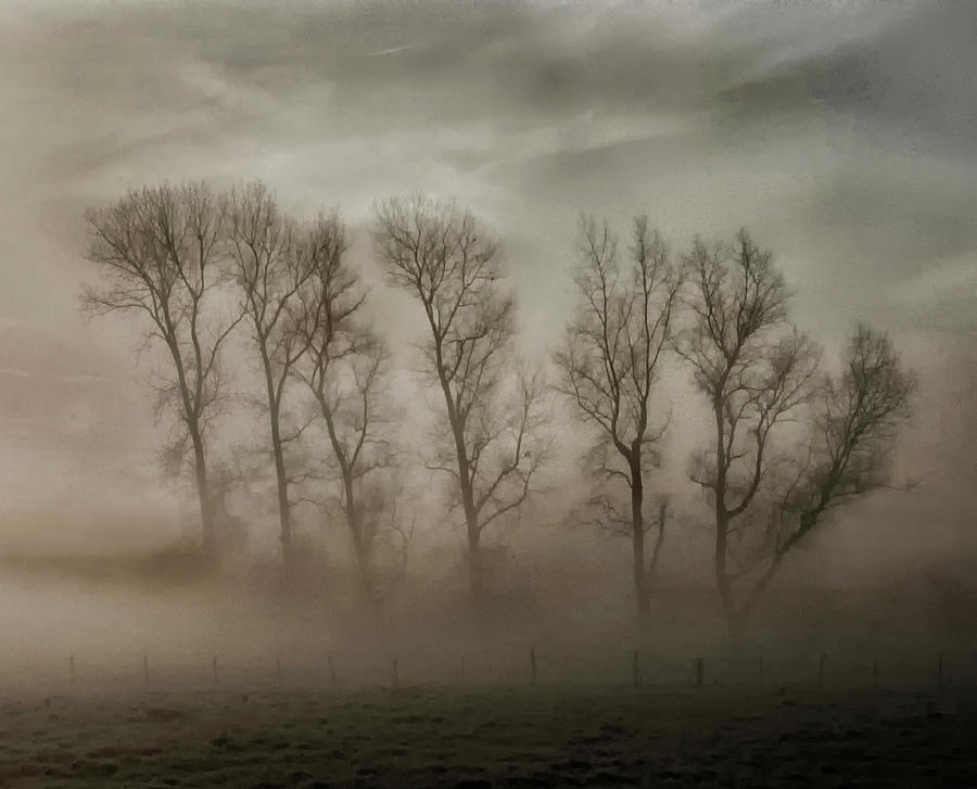 Tree Photograph - How Nature Hides The Wrinkles Of Her Antiquity Under Morning Fog And Dew by Yvette Depaepe