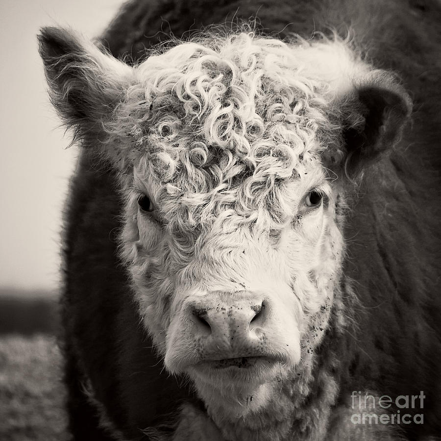 Cow Photograph - How now brown cow Square Format by Edward Fielding