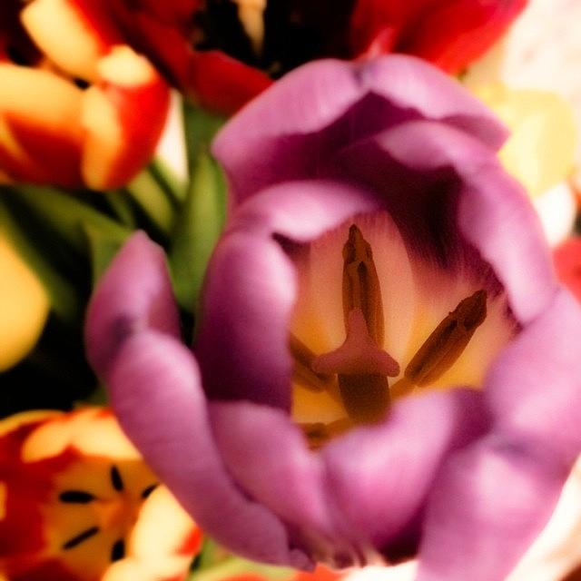 Filter Photograph - How Stunning Are These Tulips? Flowers by Sand I Am