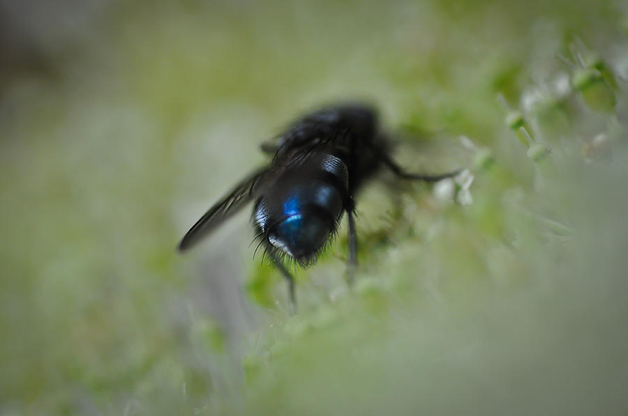 How the Housefly Became Beautiful Photograph by Ronda Broatch
