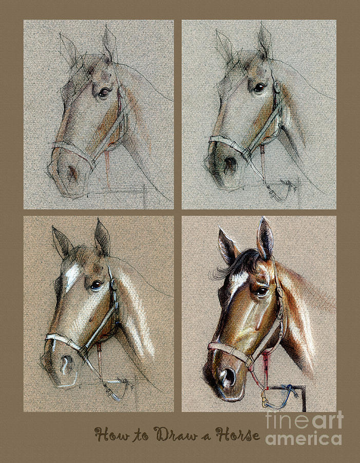 How to Draw a Horse Portrait Drawing by Daliana Pacuraru