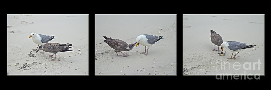 How To Eat A Blue Crab - Great Black Backed Gull In Training Photograph by Carol Senske