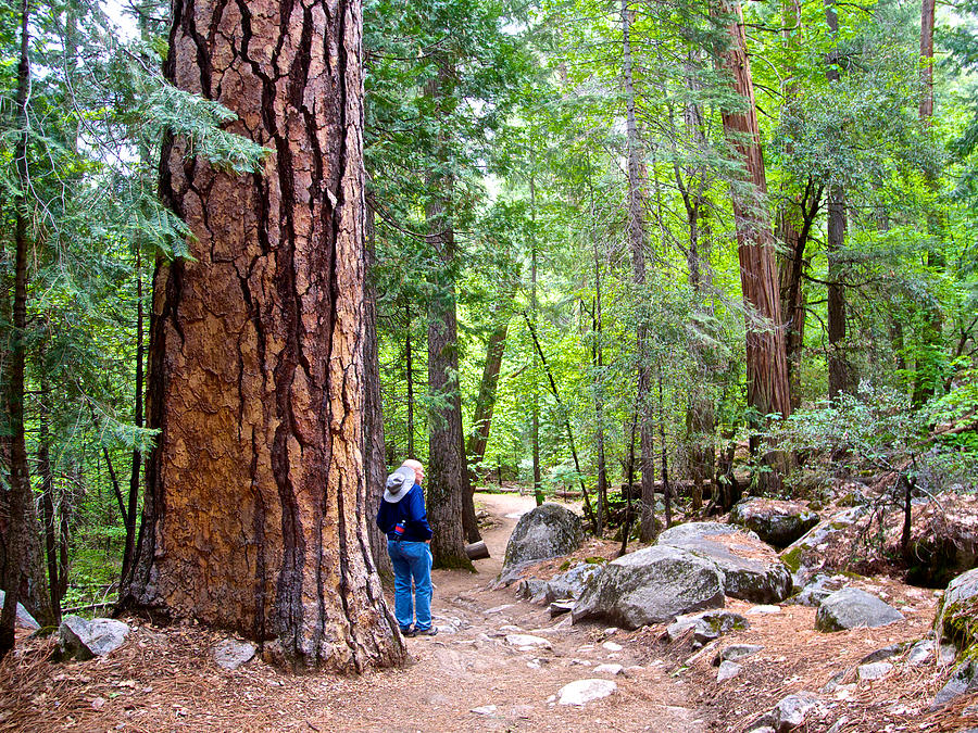 How to Feel Small on a Trail in Yosemite National Park, California Photograph by Ruth Hager