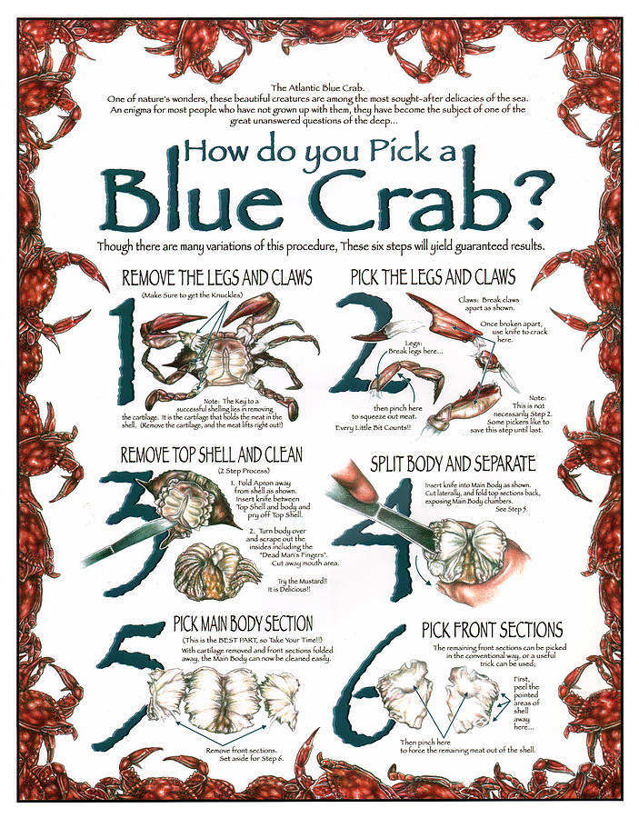 How to Pick a Blue Crab Drawing by JWB Art Unlimited