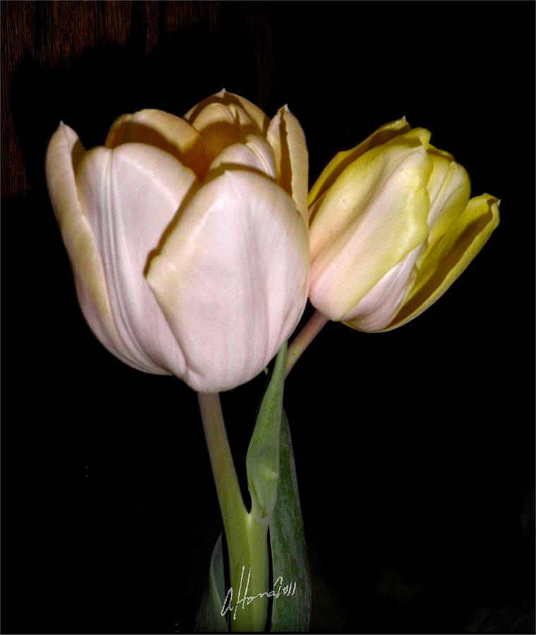 How Tulips Unfold No. 1 Photograph