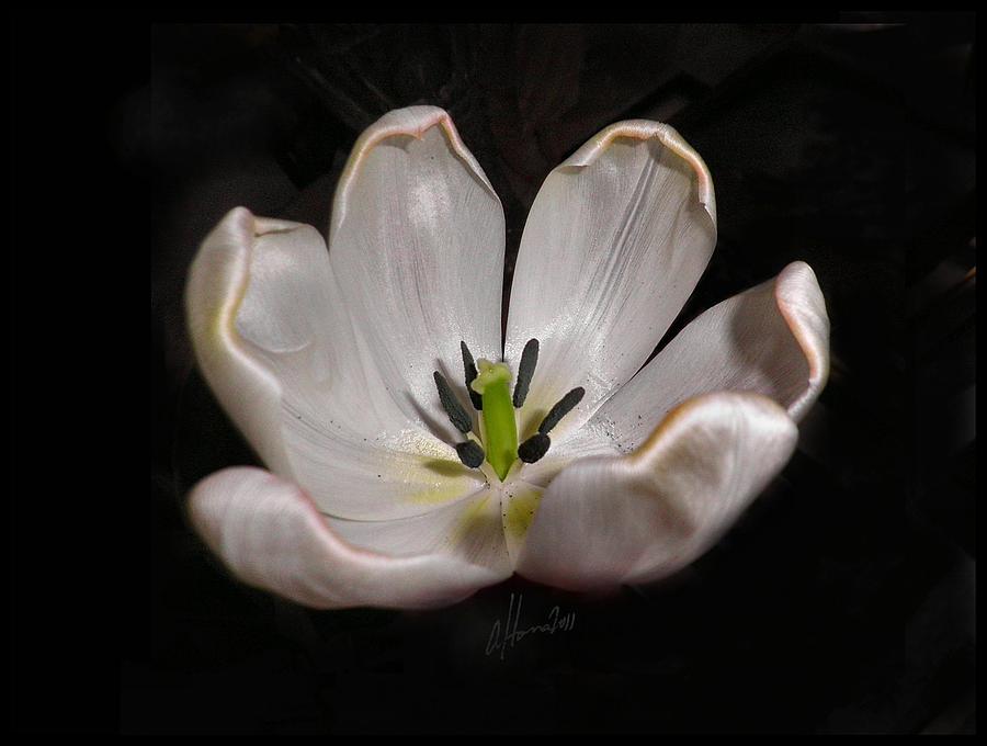 Spring Photograph - How Tulips Unfold No. 3b by Tonie Cook