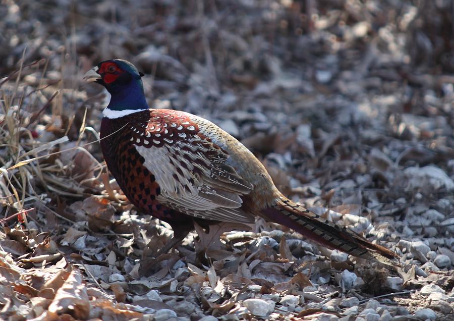 Howard County Pheasant Photograph by Kathryn Cornett