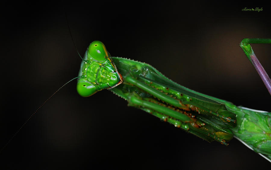 Insects Photograph - Howdy by Karen Slagle